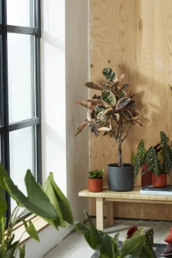 Brico Elho Bloempot B.For Soft Rond O30Cm Antraciet- Plantenpotten En -Bakken