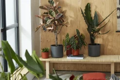 Brico Elho Bloempot B.For Soft Rond O30Cm Antraciet- Plantenpotten En -Bakken