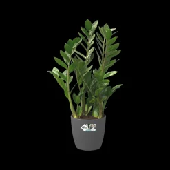 Brico Elho Bloempot Brussels Rond Wielen O40Cm Antraciet- Plantenpotten En -Bakken