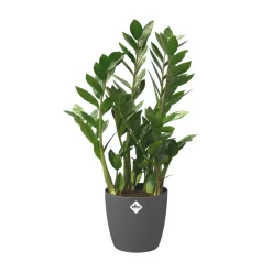 Brico Elho Bloempot Brussels Rond Wielen O40Cm Antraciet- Plantenpotten En -Bakken