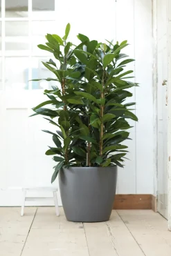 Brico Elho Bloempot Brussels Rond Wielen O40Cm Antraciet- Plantenpotten En -Bakken