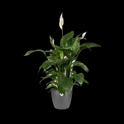 Brico Elho Bloempot Brussels Rond O16Cm Antraciet- Plantenpotten En -Bakken
