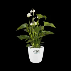 Brico Elho Bloempot Brussels Rond O25Cm Wit- Plantenpotten En -Bakken