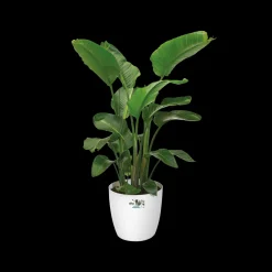 Brico Elho Bloempot Brussels Rond Wielen O35Cm Wit- Plantenpotten En -Bakken