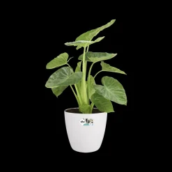 Brico Elho Bloempot Brussels Rond Wielen O35Cm Wit- Plantenpotten En -Bakken