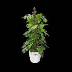 Brico Elho Bloempot Brussels Rond Wielen O35Cm Wit- Plantenpotten En -Bakken