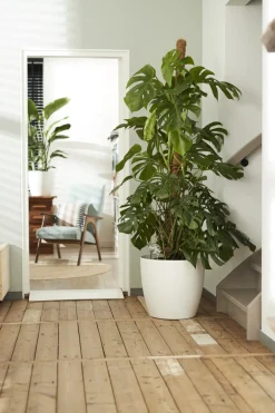 Brico Elho Bloempot Brussels Rond Wielen O35Cm Wit- Plantenpotten En -Bakken