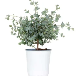 Brico Eucalyptus Gunnii - Gomboom - Heester - Groenblijvend - 14 Cm - ↕25-35 Cm- Planten