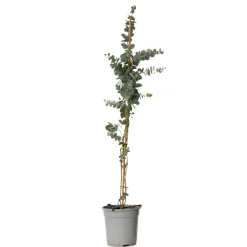 Brico Eucalyptus Silver Dollar - Winterharde Eucalyptus - Pot 19Cm - Hoogte 100-110Cm- Planten