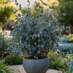 Brico Eucalyptus Silver Dollar - Winterharde Eucalyptus - Pot 19Cm - Hoogte 100-110Cm- Planten