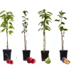 Brico Fruitbomen - Mix Van 4 - Prunus - Pyrus - Malus - Pot 9Cm - Hoogte 60-70Cm- Planten