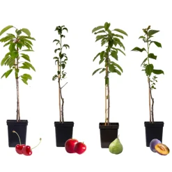 Brico Fruitbomen - Mix Van 4 - Prunus - Pyrus - Malus - Pot 9Cm - Hoogte 60-70Cm- Planten