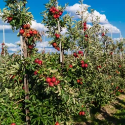 Brico Fruitbomen - Mix Van 4 - Prunus - Pyrus - Malus - Pot 9Cm - Hoogte 60-70Cm- Planten