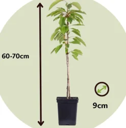 Brico Fruitbomen - Mix Van 4 - Prunus - Pyrus - Malus - Pot 9Cm - Hoogte 60-70Cm- Planten