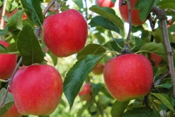 Brico Fruitbomen - Mix Van 4 - Prunus - Pyrus - Malus - Pot 9Cm - Hoogte 60-70Cm- Planten