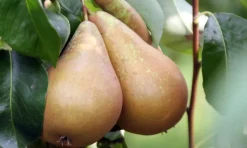 Brico Fruitbomen - Mix Van 4 - Prunus - Pyrus - Malus - Pot 9Cm - Hoogte 60-70Cm- Planten