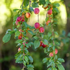 Brico Fruitbomen - Mix Van 4 - Prunus - Pyrus - Malus - Pot 9Cm - Hoogte 60-70Cm- Planten