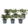 Brico Fuchsia - Mix Van 6 - Sarah, Lady Thumb, Ricartonnii - Pot 9Cm - Hoogte 10-20Cm- Planten