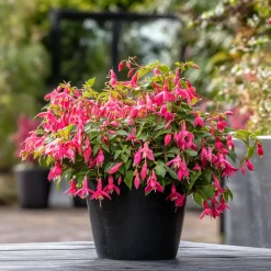 Brico Fuchsia - Mix Van 6 - Sarah, Lady Thumb, Ricartonnii - Pot 9Cm - Hoogte 10-20Cm- Planten
