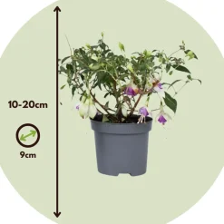 Brico Fuchsia - Mix Van 6 - Sarah, Lady Thumb, Ricartonnii - Pot 9Cm - Hoogte 10-20Cm- Planten