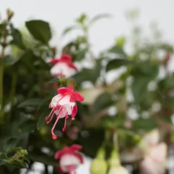 Brico Fuchsia - Mix Van 6 - Sarah, Lady Thumb, Ricartonnii - Pot 9Cm - Hoogte 10-20Cm- Planten