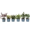Brico Hebe Pinguifolia - Mix Van 12 - Struikveronica - Pot 10.5Cm - Hoogte 15-20Cm- Planten