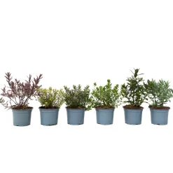 Brico Hebe Pinguifolia - Mix Van 12 - Struikveronica - Pot 10.5Cm - Hoogte 15-20Cm- Planten