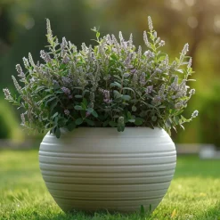 Brico Hebe Pinguifolia - Mix Van 12 - Struikveronica - Pot 10.5Cm - Hoogte 15-20Cm- Planten