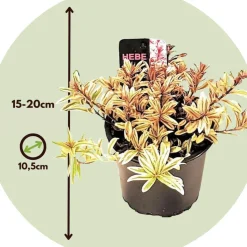 Brico Hebe Pinguifolia - Mix Van 12 - Struikveronica - Pot 10.5Cm - Hoogte 15-20Cm- Planten