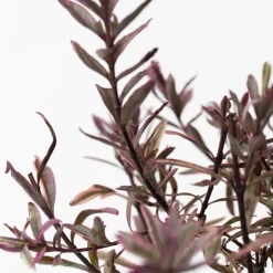 Brico Hebe Pinguifolia - Mix Van 12 - Struikveronica - Pot 10.5Cm - Hoogte 15-20Cm- Planten