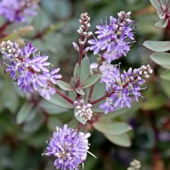Brico Hebe Pinguifolia - Mix Van 12 - Struikveronica - Pot 10.5Cm - Hoogte 15-20Cm- Planten