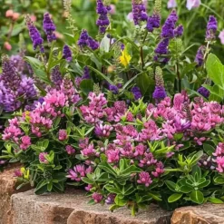 Brico Hebe Pinguifolia - Mix Van 12 - Struikveronica - Pot 10.5Cm - Hoogte 15-20Cm- Planten