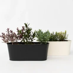 Brico Hebe Pinguifolia - Mix Van 12 - Struikveronica - Pot 10.5Cm - Hoogte 15-20Cm- Planten