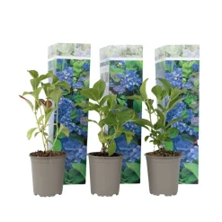 Brico Hydrangea Macrophylla - Blauw - Set Van 3 - Hortensia - Pot 9Cm - Hoogte 25-40Cm- Planten