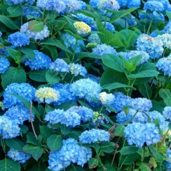 Brico Hydrangea Macrophylla - Blauw - Set Van 3 - Hortensia - Pot 9Cm - Hoogte 25-40Cm- Planten