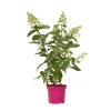 Brico Hydrangea 'Pinky Winky' - Pluimhortensia - Pot 19Cm - Hoogte 25-40Cm- Planten