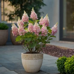 Brico Hydrangea 'Pinky Winky' - Pluimhortensia - Pot 19Cm - Hoogte 25-40Cm- Planten