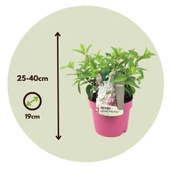 Brico Hydrangea 'Pinky Winky' - Pluimhortensia - Pot 19Cm - Hoogte 25-40Cm- Planten