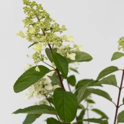 Brico Hydrangea 'Pinky Winky' - Pluimhortensia - Pot 19Cm - Hoogte 25-40Cm- Planten