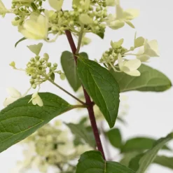 Brico Hydrangea 'Pinky Winky' - Pluimhortensia - Pot 19Cm - Hoogte 25-40Cm- Planten