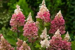 Brico Hydrangea 'Pinky Winky' - Pluimhortensia - Pot 19Cm - Hoogte 25-40Cm- Planten