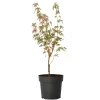 Brico Japanese Maple 'Taylor' - "Limited Edition" - Pot 19Cm - Hoogte 50-60Cm- Planten