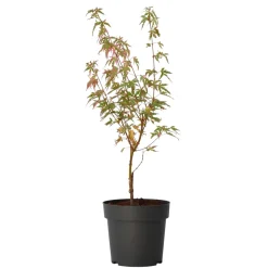 Brico Japanese Maple 'Taylor' - "Limited Edition" - Pot 19Cm - Hoogte 50-60Cm- Planten