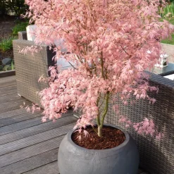 Brico Japanese Maple 'Taylor' - "Limited Edition" - Pot 19Cm - Hoogte 50-60Cm- Planten