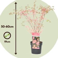 Brico Japanese Maple 'Taylor' - 
