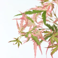 Brico Japanese Maple 'Taylor' - 