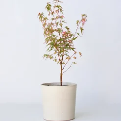 Brico Japanese Maple 'Taylor' - 