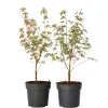 Brico Japanese Maple 'Taylor' - Set Van 2 - Esdoorn - Pot 19Cm - Hoogte 50-60Cm- Planten