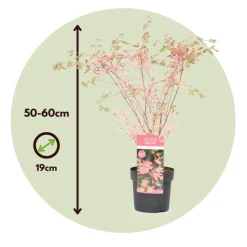 Brico Japanese Maple 'Taylor' - Set Van 2 - Esdoorn - Pot 19Cm - Hoogte 50-60Cm- Planten