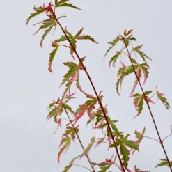 Brico Japanese Maple 'Taylor' - Set Van 2 - Esdoorn - Pot 19Cm - Hoogte 50-60Cm- Planten
